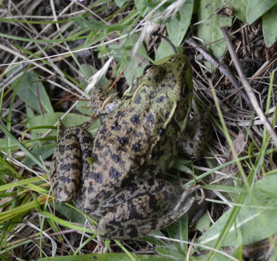 Photo of Brown and Green Frog Top On NaturalCrooksDotCom