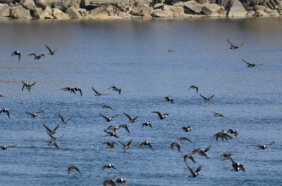 Photo of Bufflehead Flock in Flight on NaturalCrooksDotCom