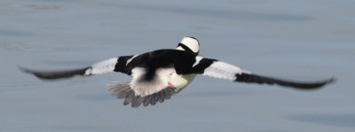 Photo of Bufflehead Male Flying On NaturalCrooksDotCom