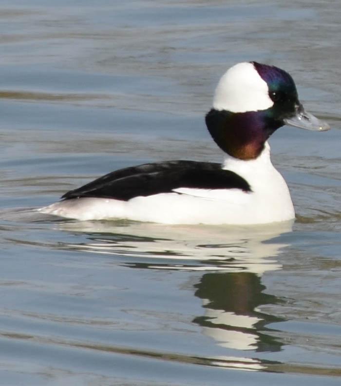 What Small Black Duck With A Big White Spot O