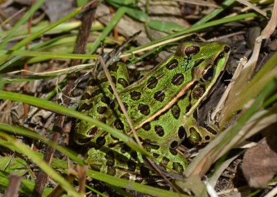 Photo of Leopard Frog Green On NaturalCrooksDotCom
