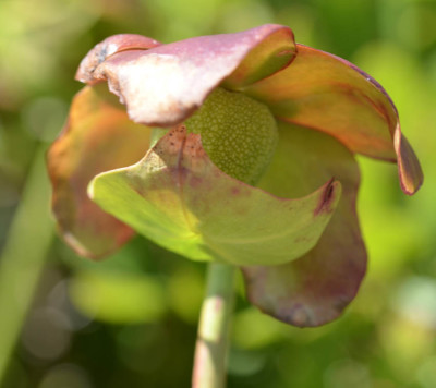 Photo of Northern Pitcher Plant Blossom Front on NaturalCrooksDotCom