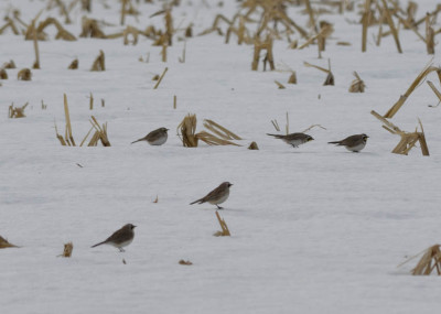 Photo of Prairie Horned Larks Corn Field on NaturalCrooksDotCom