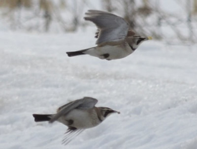 Photo of Prairie Horned Larks Flight with Corn on NaturalCrooksDotCom