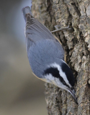 Photo of Red Breasted Nuthatch Bark on NaturalCrooksDotCom