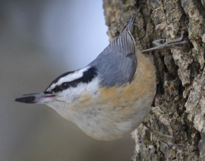 Photo of Red Breasted Nuthatch Bill on NaturalCrooksDotCom