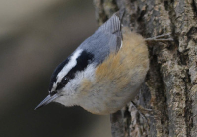 Photo of Red Breasted Nuthatch on NaturalCrooksDotCom