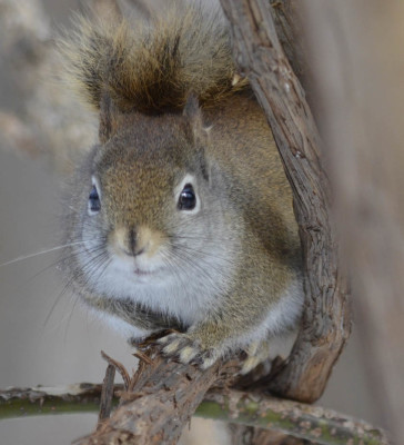 Photo of Red Squirrel On NaturalCrooksDotCom