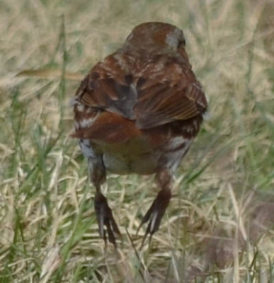 Photo of Fox Sparrow Leap on NaturalCrooksDotCom