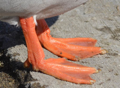 Photo of Mallard Safety Cone Orange Feet on NaturalCrooksDotCom