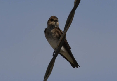 Photo of Northern Rough Winged Swallow Wire on NaturalCrooksDotCom