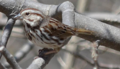 Photo of Song Sparrow Branch on NaturalCrooksDotCom