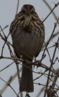 Photo of Song Sparrow Glum on NaturalCrooksDotCom