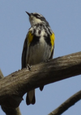 Photo of Yellow Rumped Warbler Male on NaturalCrooksDotCom