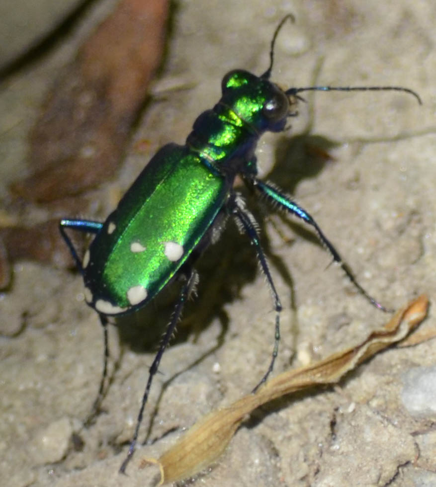 SCORES & OUTDOORS: Was it an emerald ash borer, or a 6-spotted