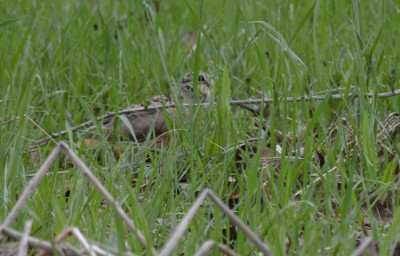 Photo of American Woodcock Juvenile Grass on NaturalCrooksDotCom