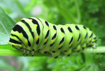 Photo of Black Swallowtail Caterpillar Kingston 2010 on NaturalCrooksDotCom