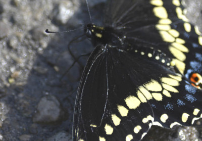 Photo of Black Swallowtail Drinking on NaturalCrooksDotCom
