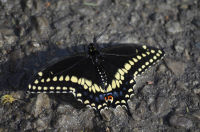 Photo of Black Swallowtail on NaturalCrooksDotCom
