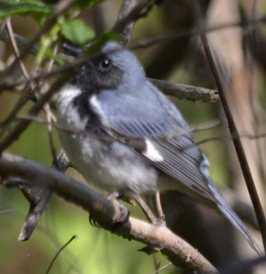 Photo of Black Throated Blue Warbler Left on NaturalCrooksDotCom