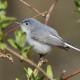 Photo of Blue Grey Gnatcatcher 2014 On NaturalCrooksDotCom