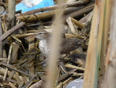Photo of Spotted Sandpiper Cattails on NaturalCrooksDotCom