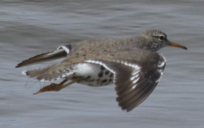 Photo of Spotted Sandpiper Flight Back on NaturalCrooksDotCom