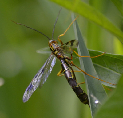 Photo of Giant Ichneumon Wasp Closeup On NaturalCrooksDotCom