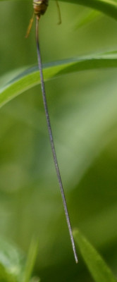 Photo of Giant Ichneumon Wasp Tail Closeup on NaturalCrooksDotCom