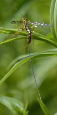 Photo of Giant Ichneumon Wasp Tail on NaturalCrooksDotCom