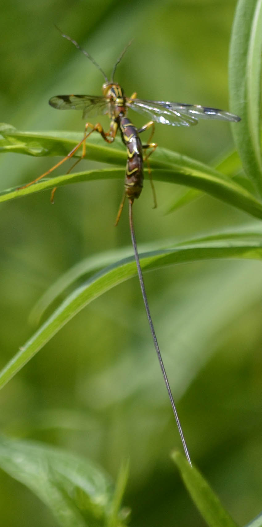 What Is This Wasp With a 4 Inch Long Thready Tail?