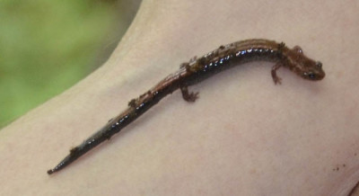 Photo of Red Backed Salamander Glistens on NaturalCrooksDotCom