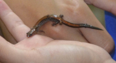 Photo of Red Backed Salamander on Hand on NaturalCrooksDotCom