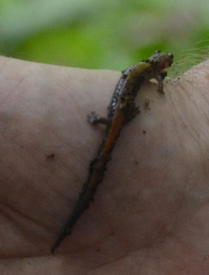 Photo of Red Backed Salamander and Loam on NaturalCrooksDotCom