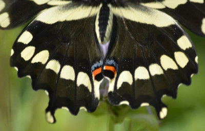 Photo of GiantSwallowtailHind Wings on NaturalCrooksDotCom