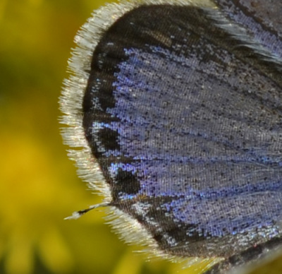 Photo of Eastern Tailed Blue Male Closeup Hindwing Scales on NaturalCrooksDotCom