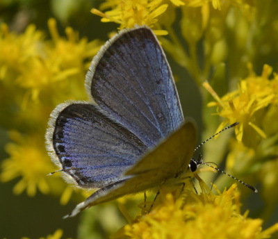 Photo of Eastern Tailed Blue Male On Goldenrod Profile on NaturalCrooksDotCom