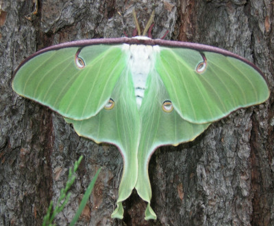 Photo of Luna Moth Hind Wing Spots by Gerald Crooks on NaturalCrooksDotCom