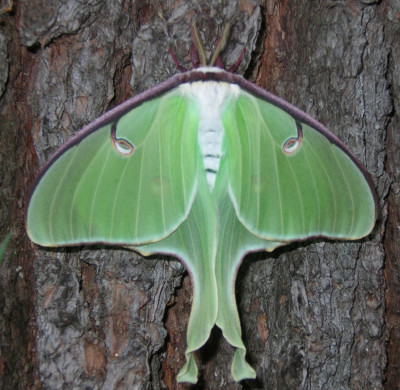 Photo of Luna Moth Hind Wings Closed by Gerald Crooks On NaturalCrooksDotCom