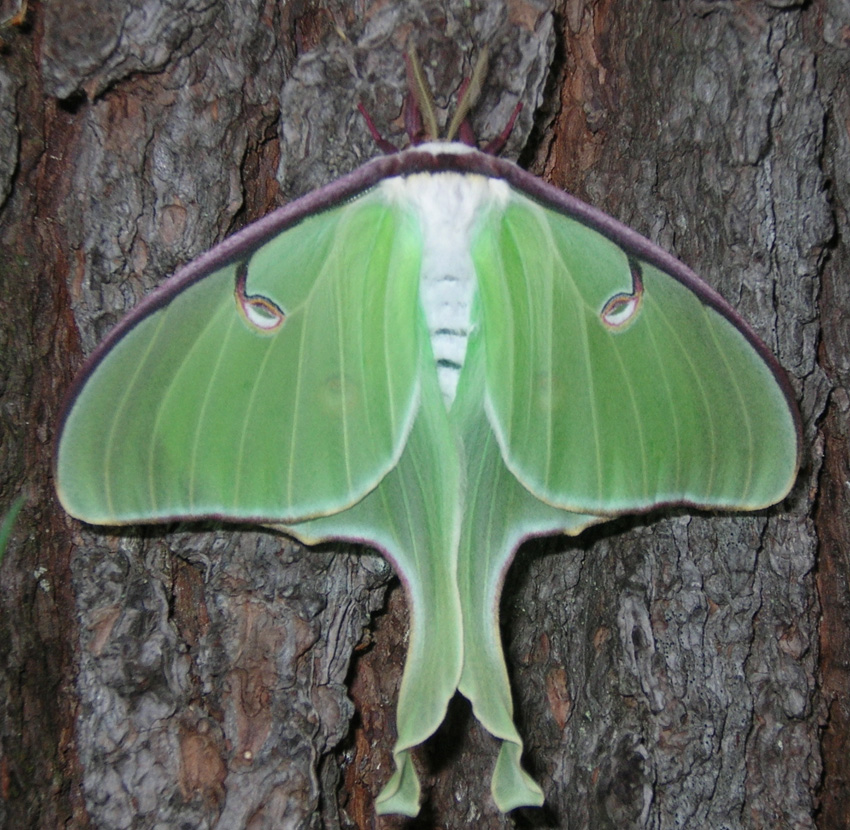 Luna: A Pale Green Moth with Touches of Lavender and Straw Emerges from