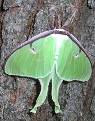Photo of Luna Moth Legs by Gerald Crooks on NaturalCrooksDotCom