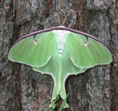 Photo of Luna Moth White Body by Gerald Crooks On NaturalCrooksDotCom