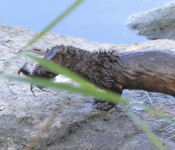 What Three Furry Brown Heads Might Swim By You in Southern Ontario ...