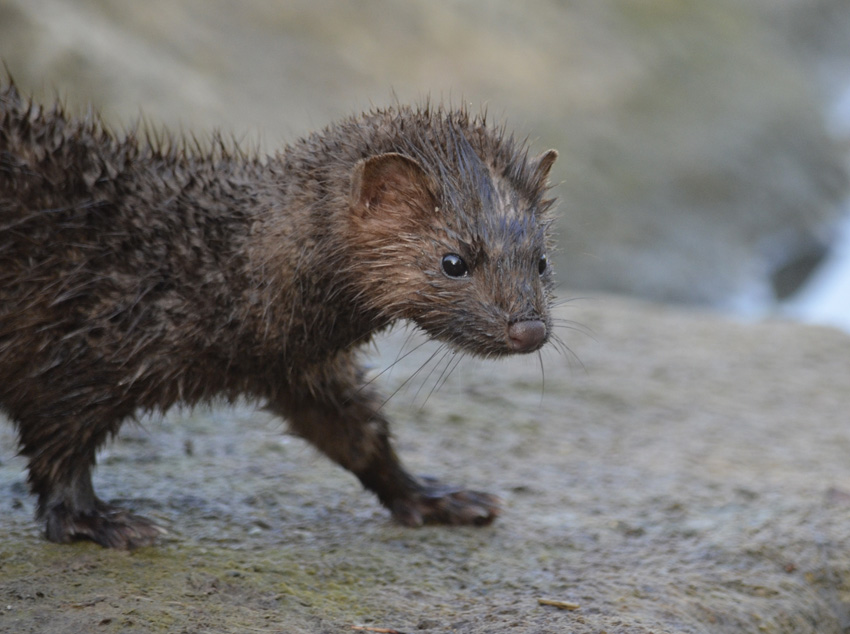 Mammals That Live In Water