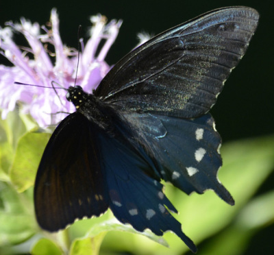 Photo of Pipeline Swallowtail Top Black On NaturalCrooksDotCom