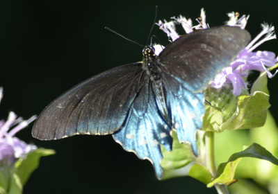 Photo of Pipevine Swallowtail Blue Back on NaturalCrooksDotCom