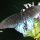 Photo of Pipevine Swallowtail Blue Back on NaturalCrooksDotCom