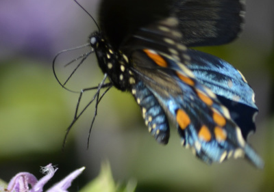 Photo of Pipevine Swallowtail Flight on NaturalCrooksDotCom