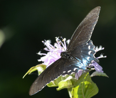 Photo of Pipevine Swallowtail Top Some Blue on NaturalCrooksDotCom