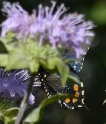 Photo of Pipevine Swallowtail Underwings on NaturalCrooksDotCom